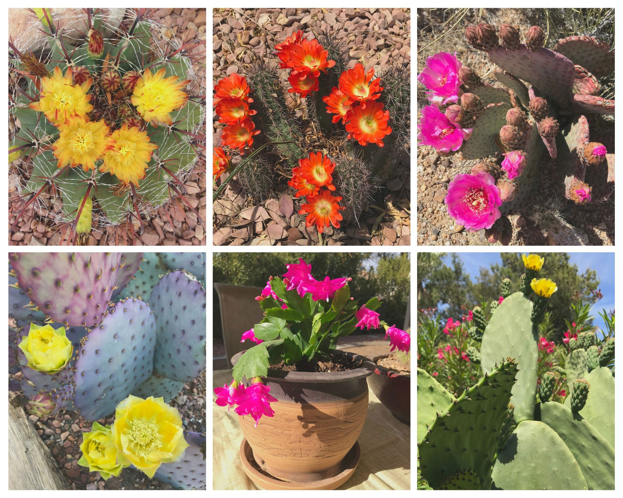 collage of cactus pictures